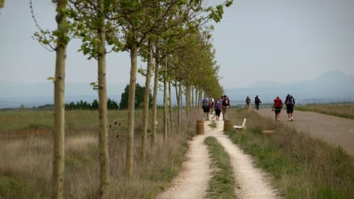 Caminho ao lado da estrada, com árvores plantadas do lado esquerdo e banco para o peregrino sentar