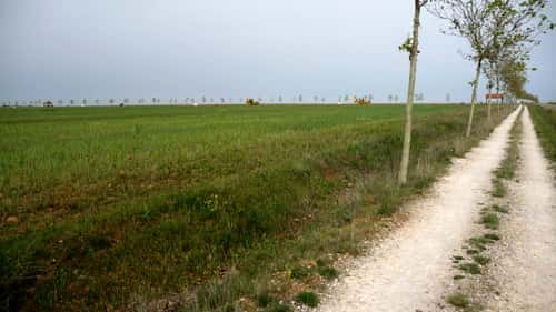 A foto mostra do lado direito uma trilha de terra com várias árvores plantadas do lado esquerdo. Depois das árvores tem uma plantação de trigo, com plantas ainda pequenas. Este é o Caminho de Santiago entre El Burgo Ranero e Reliegos.