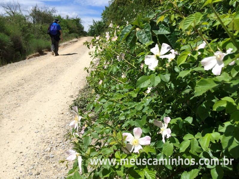 No lado esquerdo da foto há uma peregrina na útlima grande subida antes de Villafranca del Bierzo.
No lado esquerdo, em primeiro plano, há diversas flores brancas e folhas verddes.