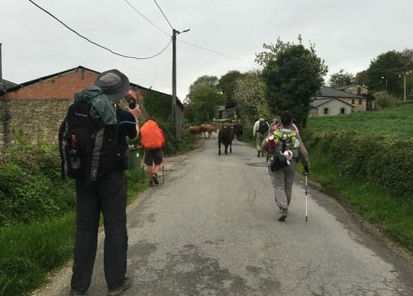 A foto mostra o gado passeando numa estrada estreita, enquanto os peregrinos os aguardam passar. 
