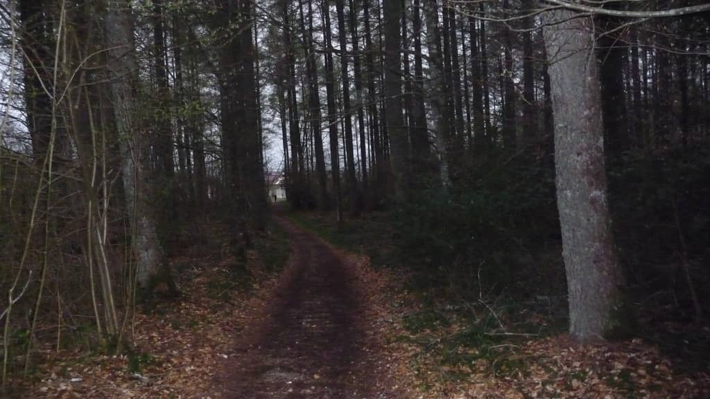 Bosque entre Roncesvalles e Burguete